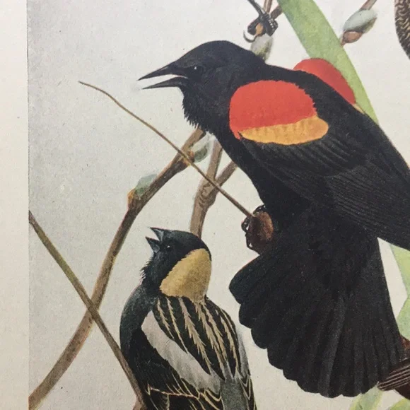 Antique 1913 Blackbird Original Print black bird - Picture 4 of 16